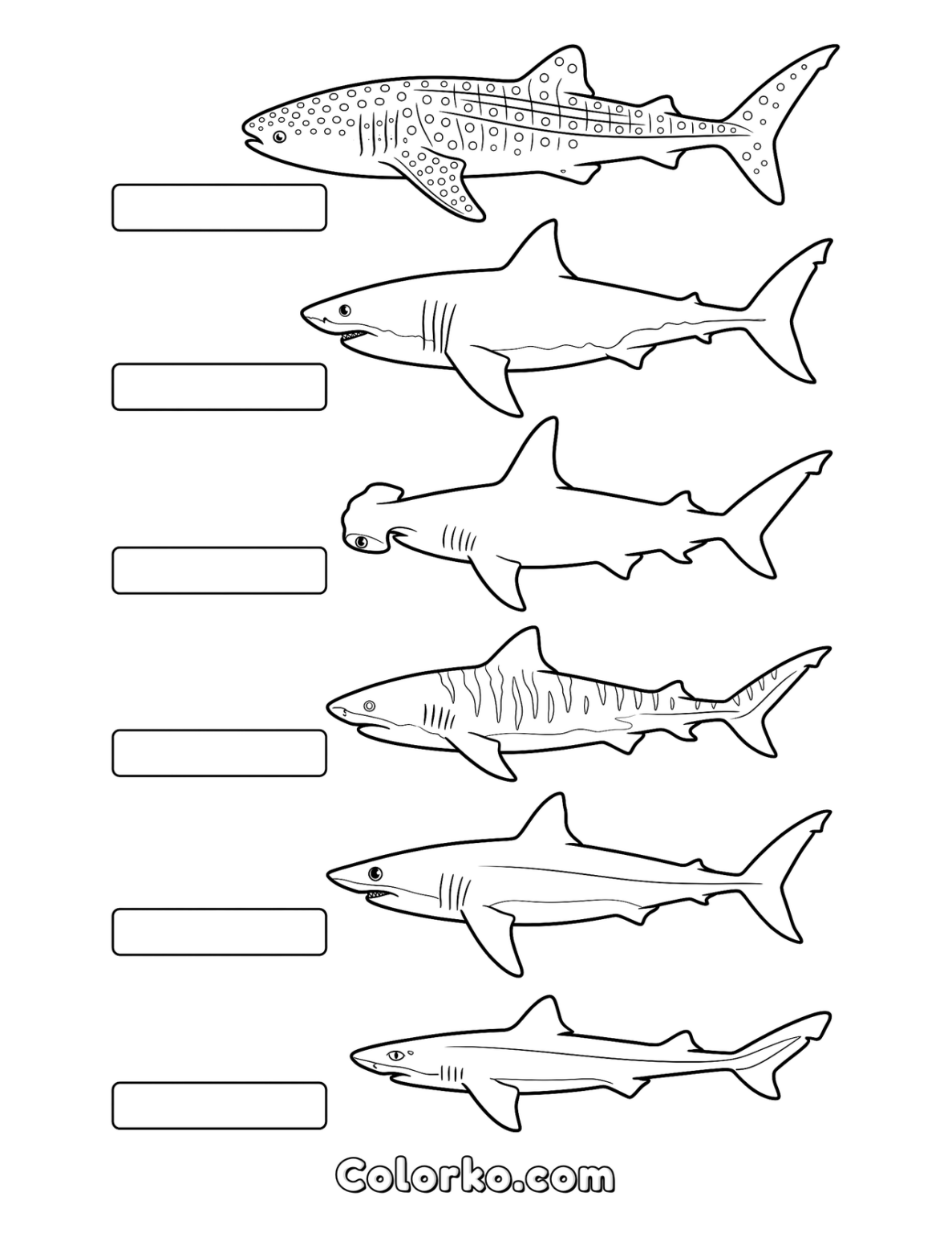 Types of Sharks Coloring Page (Free Printable) | Colorko